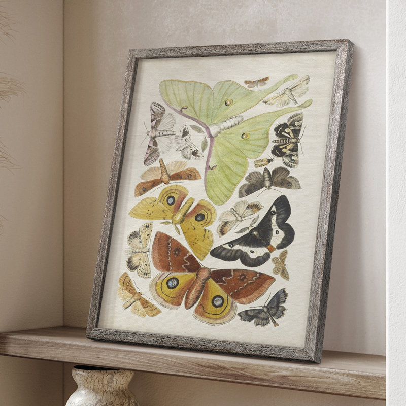 Antique Moths I Framed Print - Solid Wood