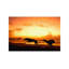 Greyhounds On Beach At Sunset by Michael Tompsett - Print on Canvas-56676470-112914522