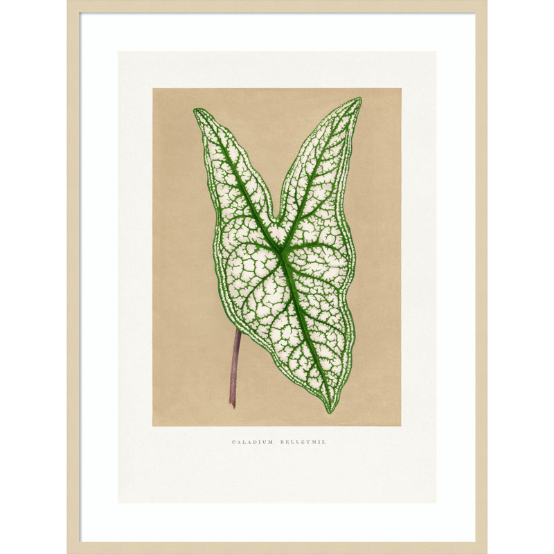 «Green Caladium Leaf Illustration» par pictufy, reproduction d'art encadrée sur bois, H 41 po x l 31 po