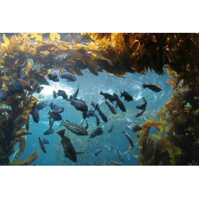 Eleni Fish In A Reef - Wrapped Canvas Print