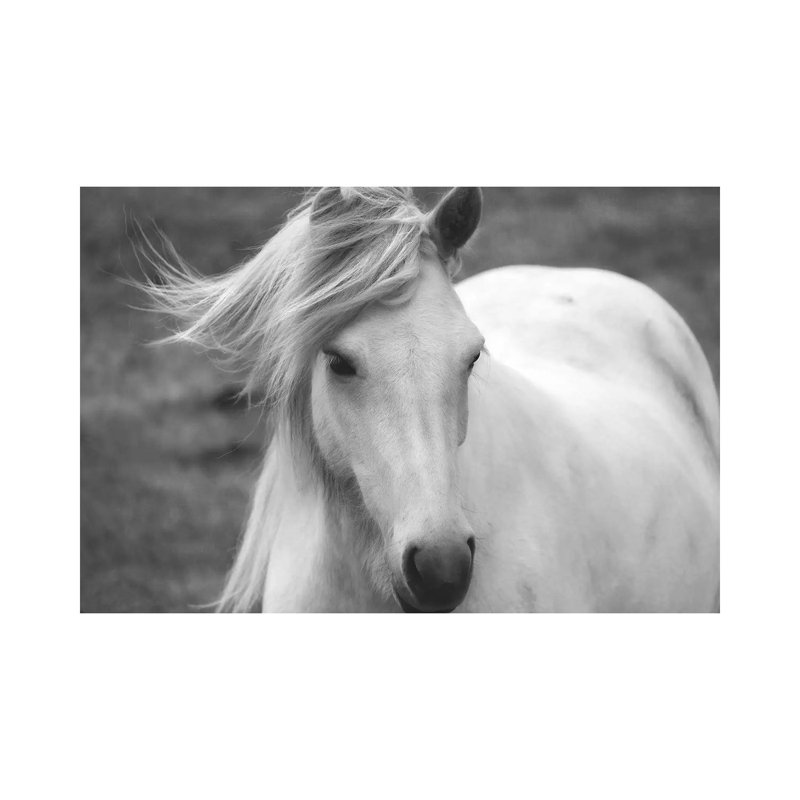 Snow White by MScottPhotography - Wrapped Canvas Print, 101.6 cm H x 66.04 cm W x 1.91 cm D