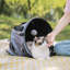 Lit de chat pliable pour animal de compagnie