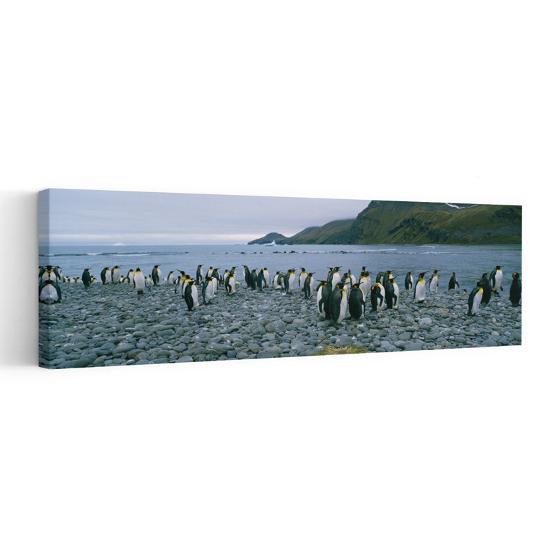 Colony of King penguins on the beach South Georgia Island Antarctica 1 Piece Wrapped Canvas Panoramic Wall Art