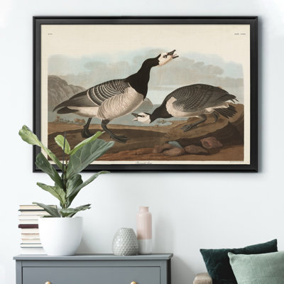 " Barnacle Goose "
