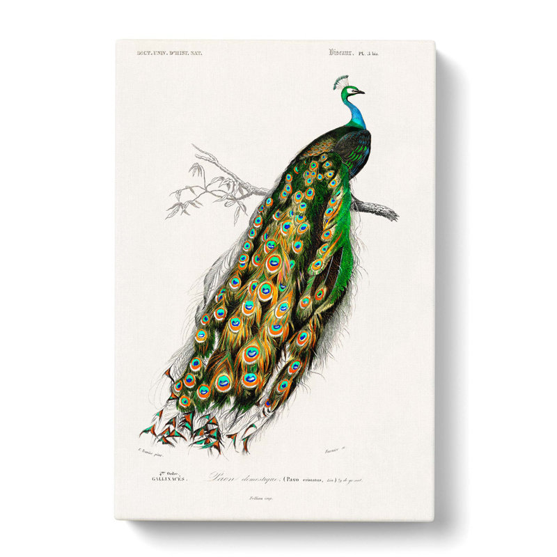 Indian Peacock by Charles D' Orbigny - Wrapped Canvas Painting, 50cm H x 35cm W x 3cm D