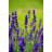 Lavender Scented Jar Candle