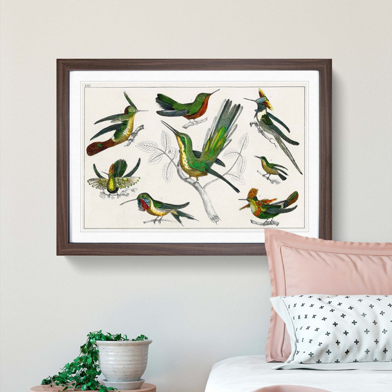 Collection of Hummingbirds XXV by Oliver Goldsmith - Picture Frame Painting, Walnut Framed, 27cm H x 36cm W x 2cm D