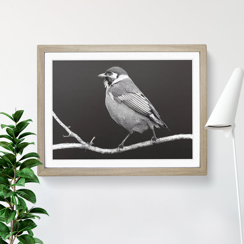 Attractive Bird - Single Picture Frame Print, Oak, 46cm H x 64cm W x 2cm D