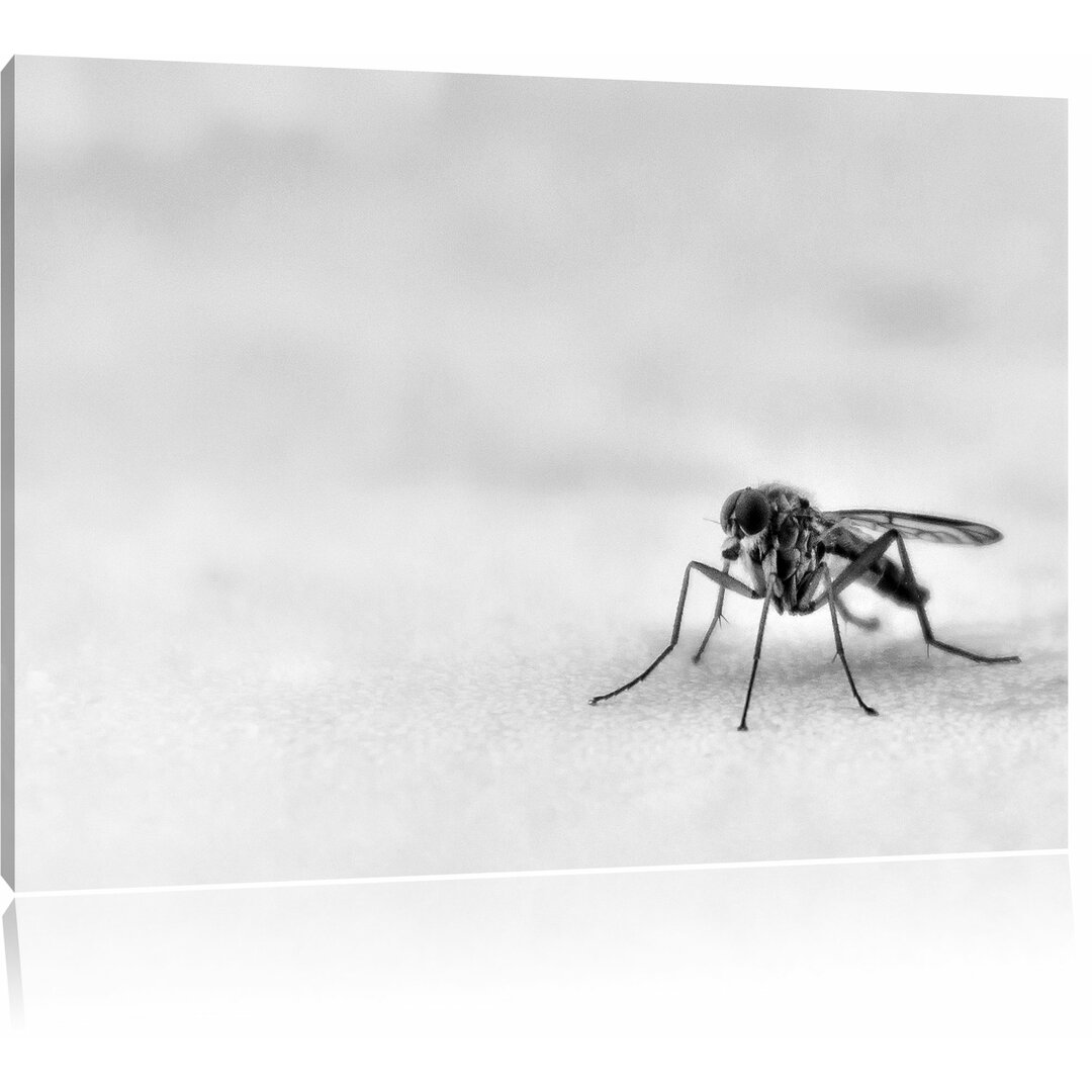 Fotodruck Small Mosquito