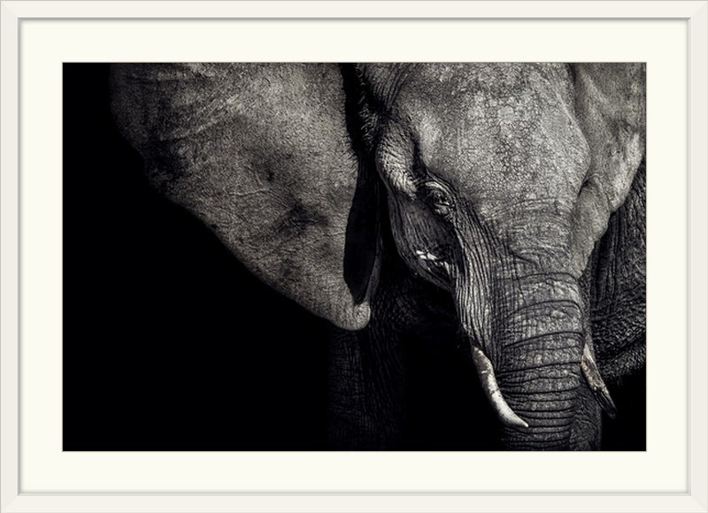 Reproduction de photo de Straub «The Matriarch» par Piet Flour, H 20 po x l 26 po x P 1 po, Cadre blanc