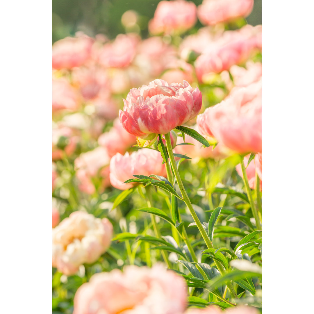 Pfingstrose in Blüte von XiFotos - Kunstdrucke auf Leinwand ohne Rahmen