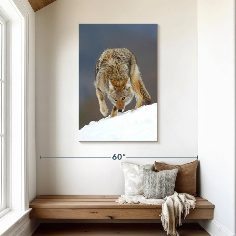 Coyote des neiges, H 45 po x l 30 po