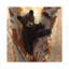 Curieux ours noir I, carré-35538122-72429717