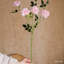Tige de rose en fleur