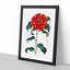 Crimson Camellia Flower - Framed Print-55490528-55490531