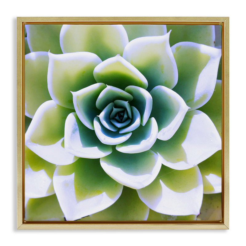 Vert, plante grasse, gros plan, Or, H 18 po x l 18 po