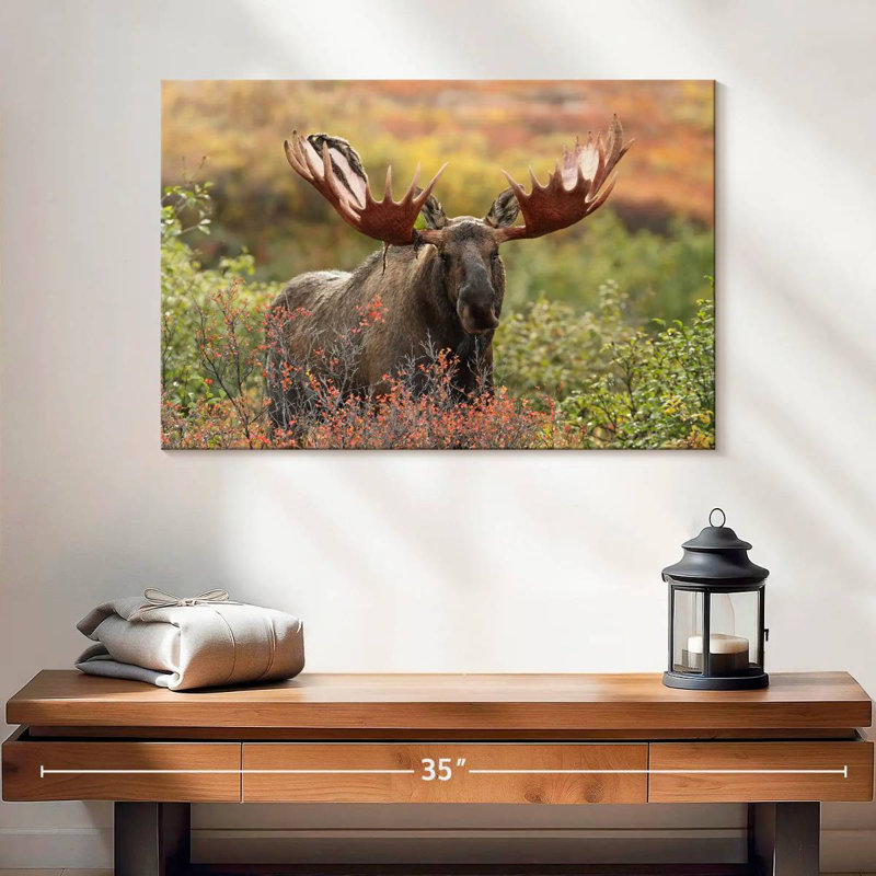 Brampt Denali Bull Moose, 16" H x 24" W