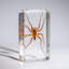 Genuine Small Spider In Lucite