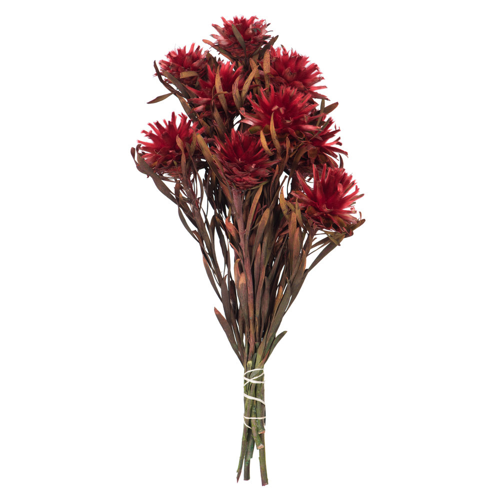 Plumosum Stems, Red