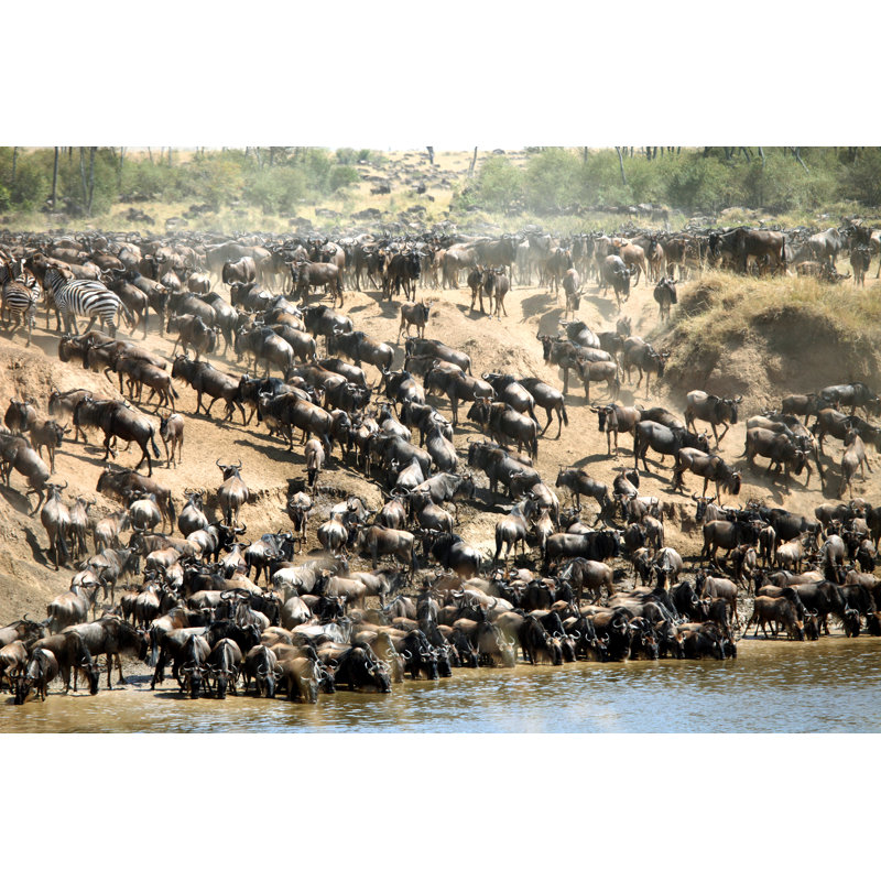 Antelopes Wildebeest - Wrapped Canvas Print, 61cm H x 91cm W