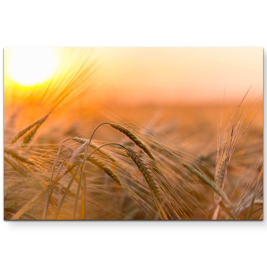 Leinwandbild Goldene Ähren im Sonnenlicht