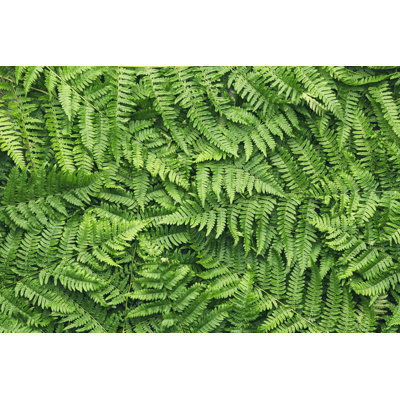 Fern Leaves - Wrapped Canvas Print