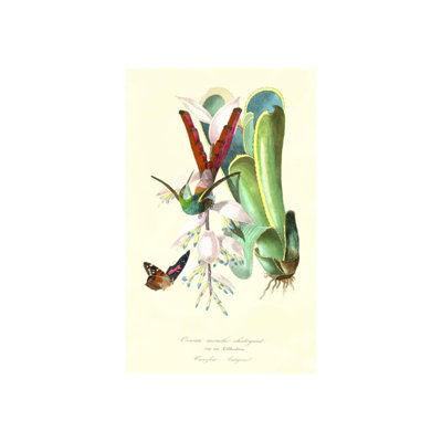 Hummingbird On Bromelaid Print by Porter Design