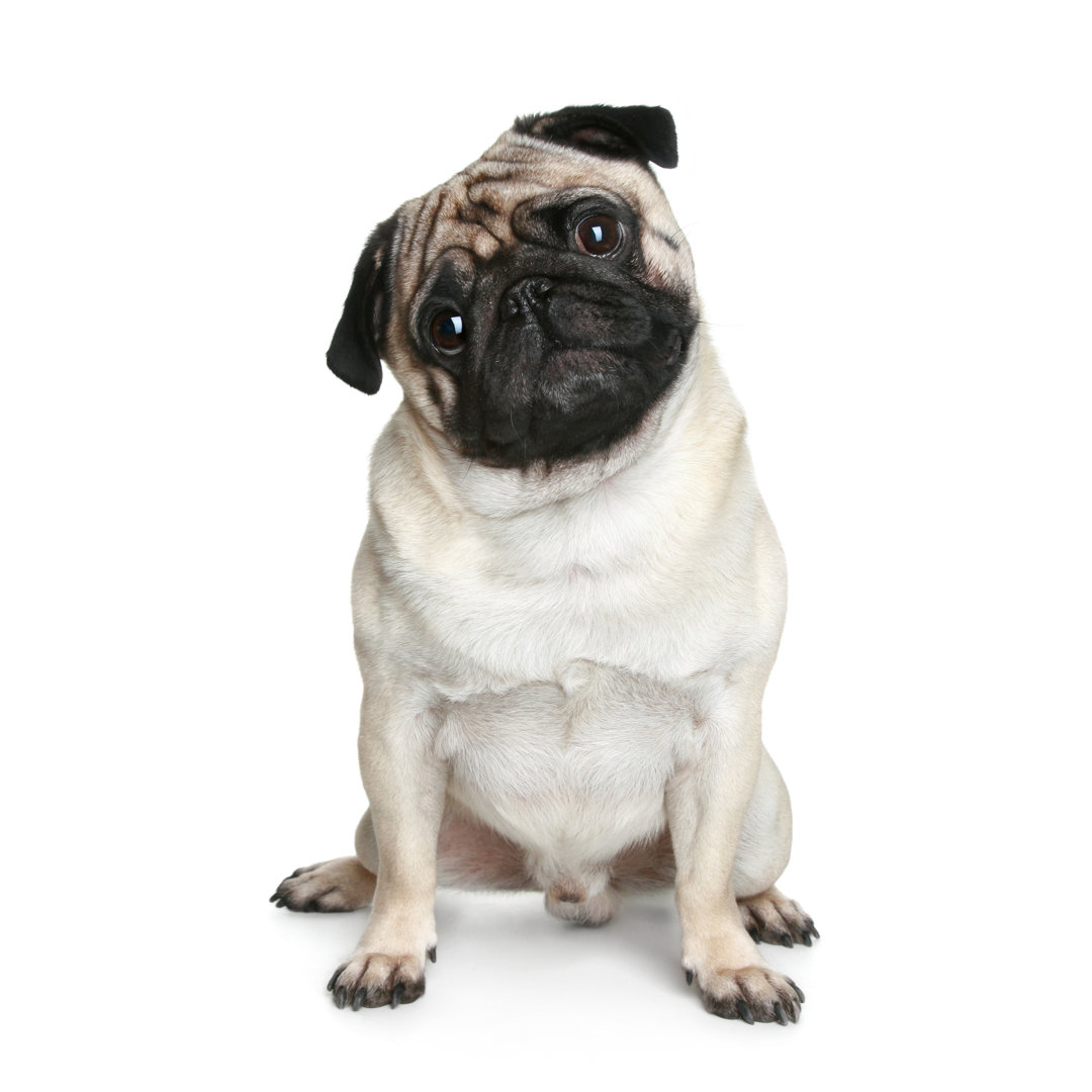 Funny Pug Puppy