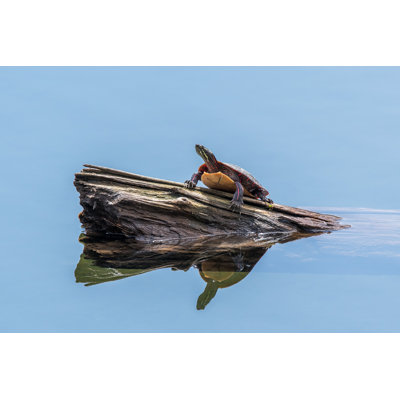 " Turtle " by Paul Hartley