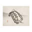Art sur toile tortue bolologia,-103086875