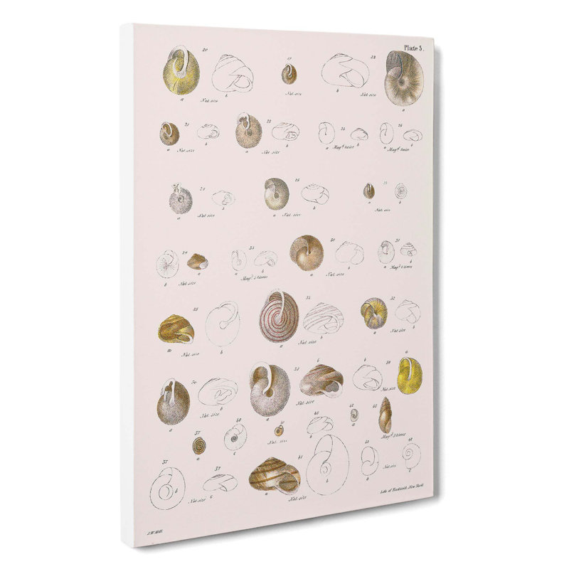 Types Of Seashells PL. 3 by J.E. De Kay - Wrapped Canvas Painting, 50cm H x 35cm W x 3cm D