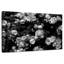 Harnek Roses BW-106812000