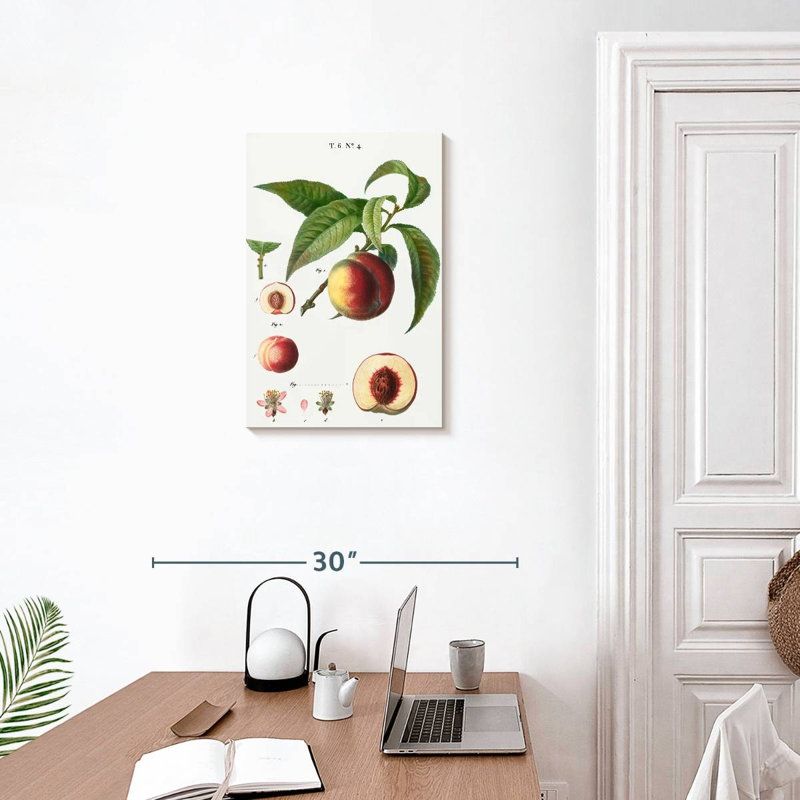 Keiri Peaches Persica Vulgaris II, 24" H x 16" W