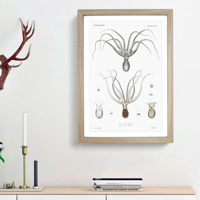 Octopus Illustration by A.A. Gould - Picture Frame Painting Print
