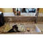 Nouveau tapis Martin Welch