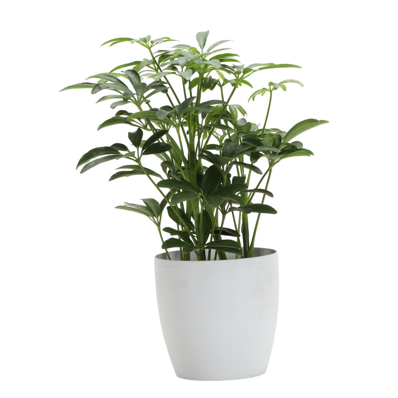 Live Arboricola Plant in Classic Pot, White