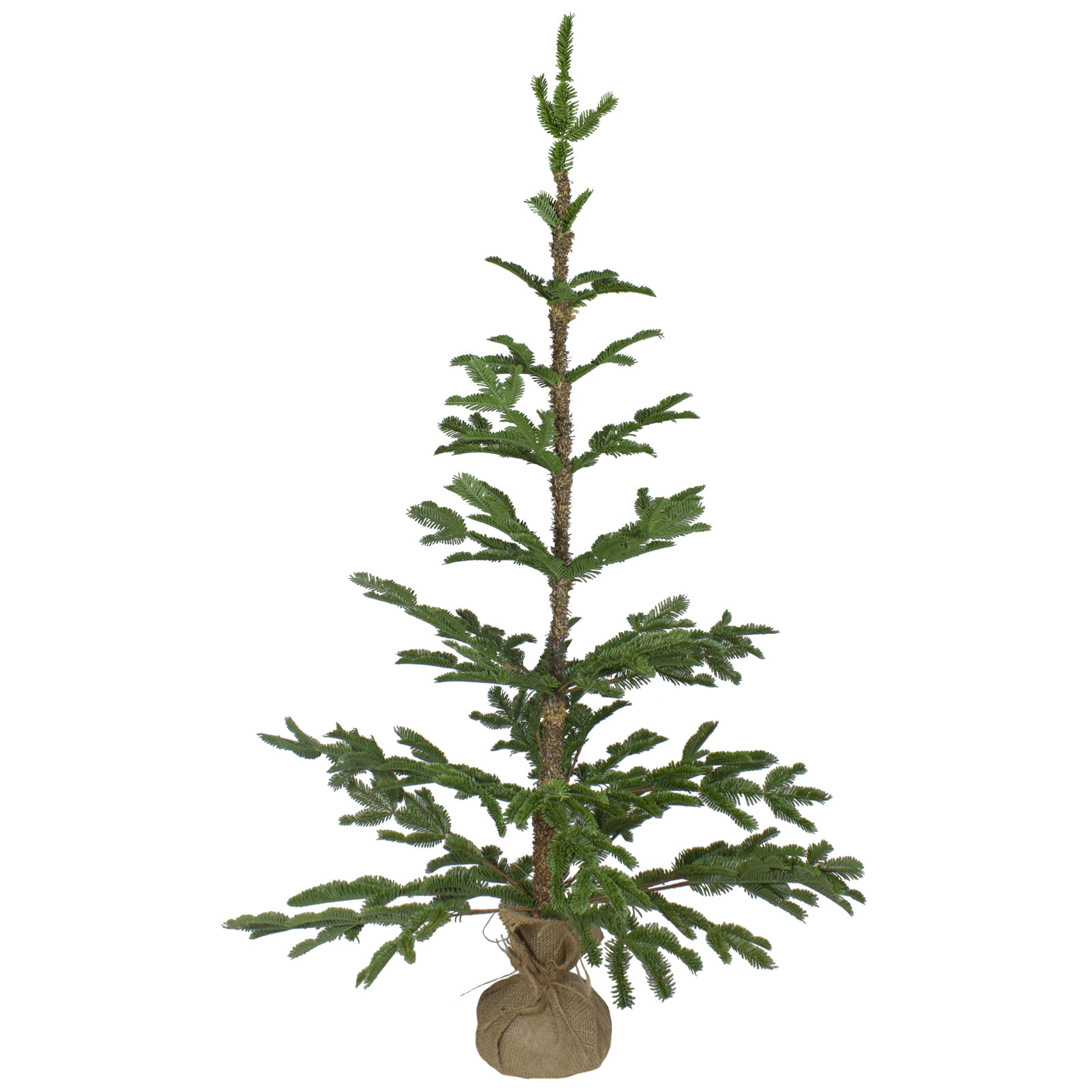 Ponderosa Pine Christmas Tree, 4' H