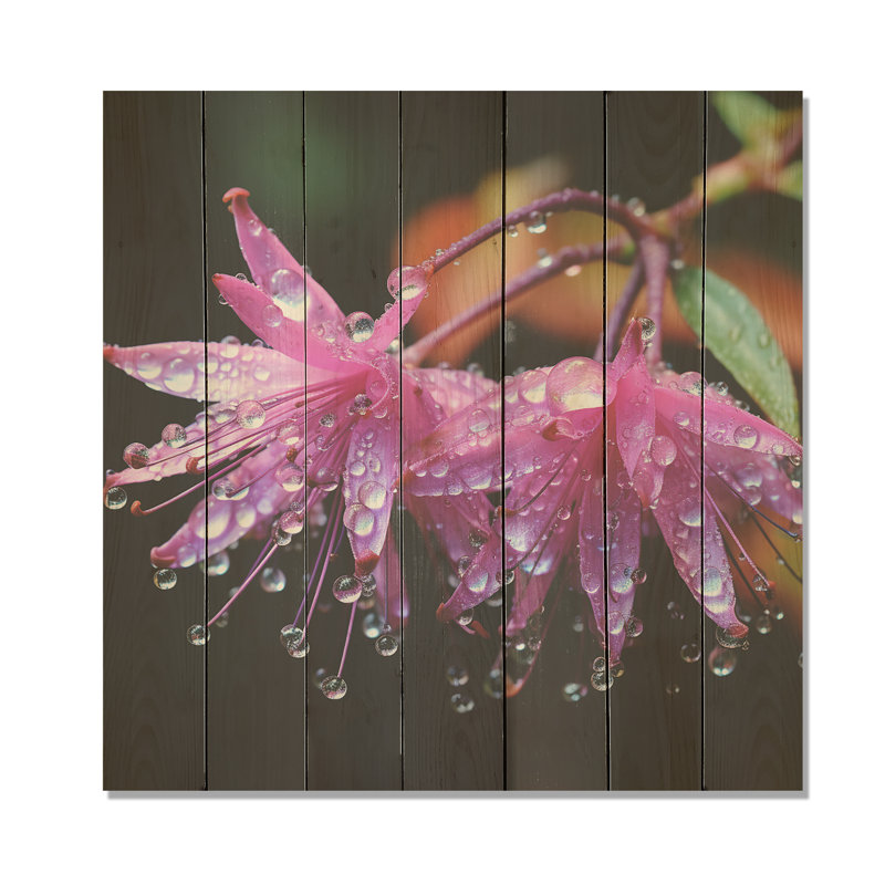 Jardin fuchsia rustique mauve III - Fuschia sur bois, H 36 po x l 36 po