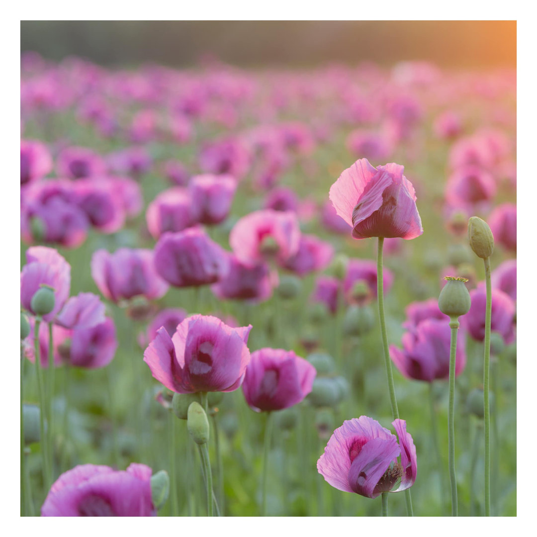 Violet Poppy Flower Meadow in Spring 3.36m x 3.36m Embossed Matt Peel & Stick Mural