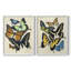 «Collage Butterflies I-Premium», reproduction encadrée prête à accrocher - aucun clou requis - aucun clou requis-171790347-171790364