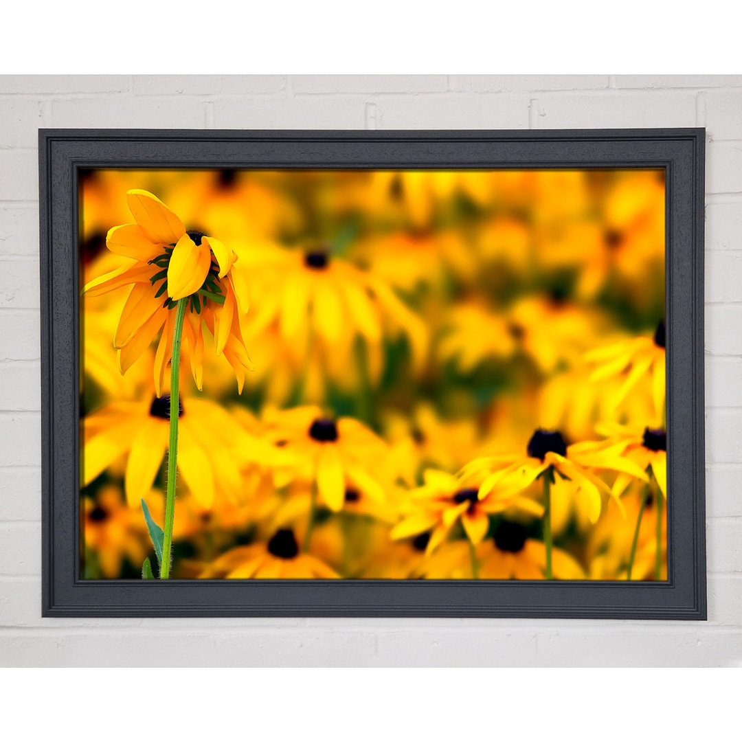 Black Eyed Susan Blumen - Einzelner Bilderrahmen Kunstdrucke