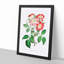 Pink Rose Clare Flowers - Framed Print-55616589-55616593