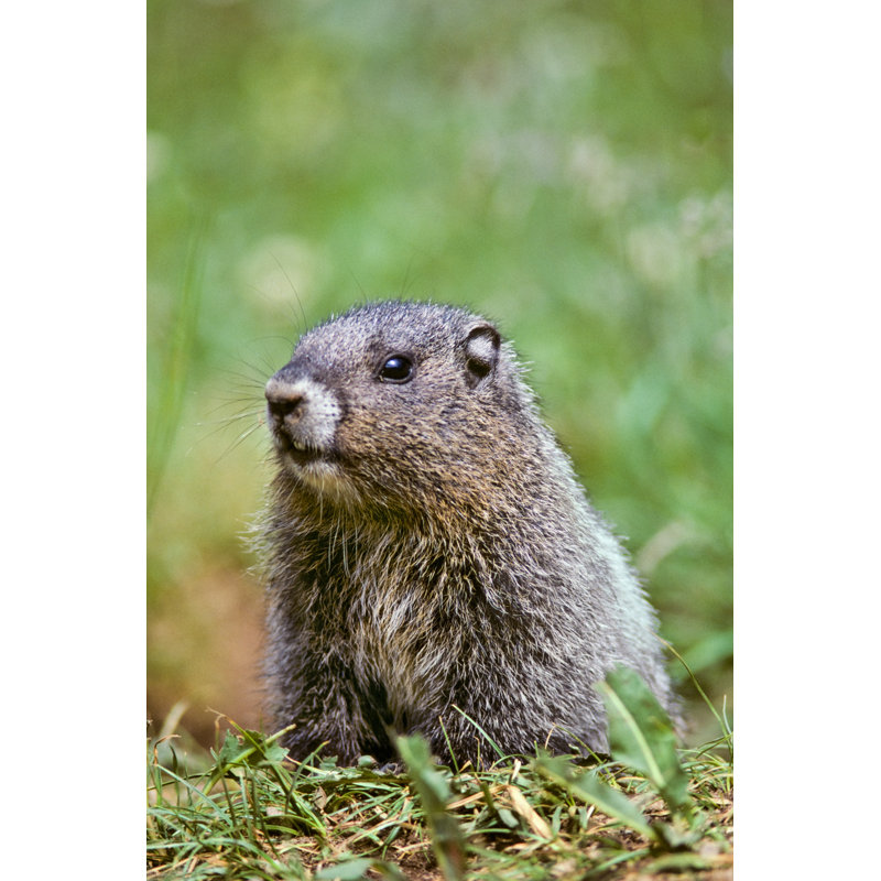 Hoary Marmot par Jeffgoulden, H 36 po x l 24 po