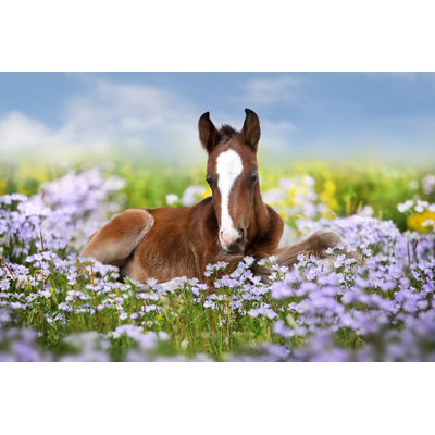 Foal Rest On Flowers by Callipso - Wrapped Canvas Print