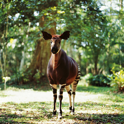 " Okapi " by Gleb_Ivanov