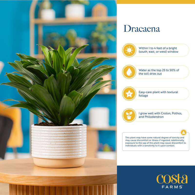 Dracaena Plant in Planter