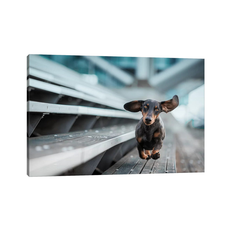 A Little Dog Runs Through The World by Heike Willers - Wrapped Canvas Gallery-Wrapped Canvas Giclée