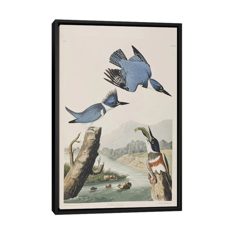 « belted kingfisher », impression sur toile, H 26 po x l 18 po x P 1,5 po, Toile avec cadre noir, Pas de tapis