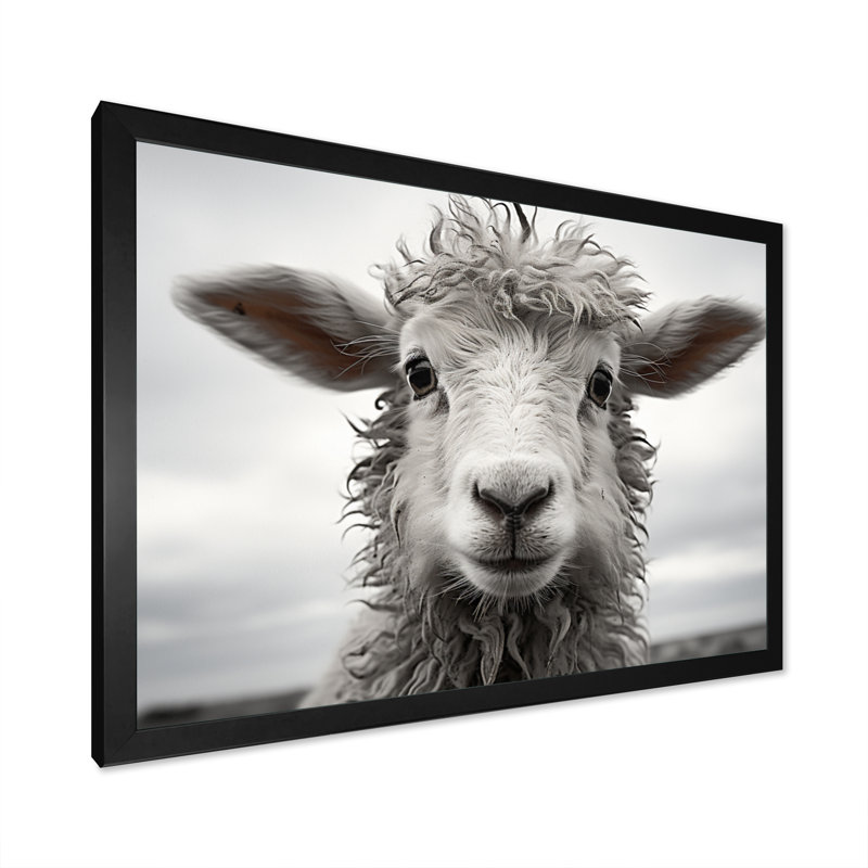 Mouton sérénité - animaux, art mural, salon, Cadre simple noir, H 24 po x l 32 po x P 1 po