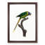 A Plum-Headed Parakeet by F. Levaillant - Framed Print-55450837-55450841